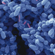 Scanning electron micrograph of Bdellovibri bacteriovorus drilling into an E.coli biofilm. Image: Daniel Kadouri